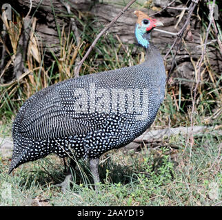 Un guineafonlo helmeted (Numida meleagris). Serengeti. Parco Nazionale di Serengeti, Tanzania. Foto Stock