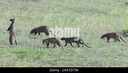 Un gruppo di mongoose a fascia (Mungos mungo) che cammina attraverso l'erba secca del Serengeti alla ricerca di coleotteri e altri invertebrati. Un membro di t Foto Stock