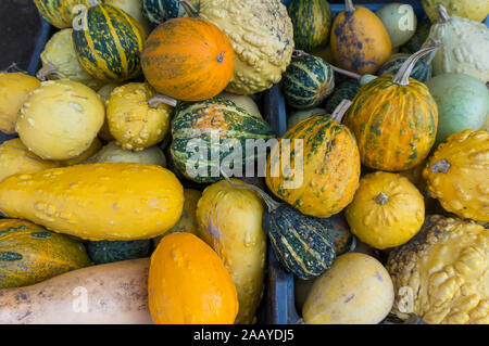 Colore di autunno zucche im Whole Foods Market. Caduta ispirato di tavolozze di colori. Autunno del mercato ortofrutticolo: varietà di squash e zucche Foto Stock