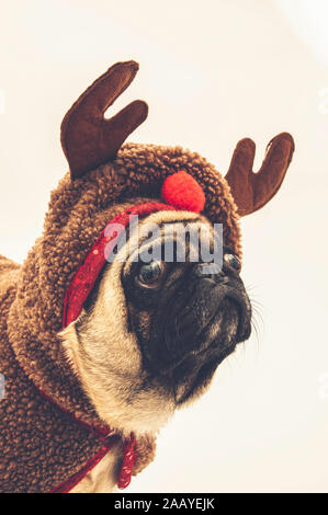 Pug vestito come una renna per Natale Foto Stock