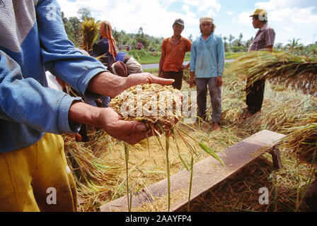 Indonesia. Sulawesi. L'agricoltura. Gli uomini la mietitura del riso grano. Close up di uomo di mani tenendo una certa quantità di cereali. Foto Stock