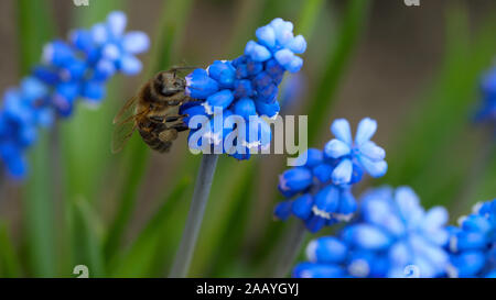 Ape sul fiore di Muscari Foto Stock