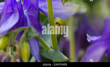 Primo piano hoverfly giallo-nero Foto Stock