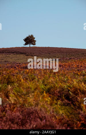 Un paesaggio autunnale della brughiera nella nuova foresta Hampshire Inghilterra con un singolo albero a distanza con copia spazio. Foto Stock