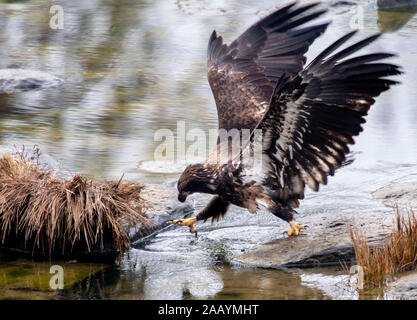 Elkton, OREGON, Stati Uniti d'America. 24 Novembre, 2019. Un immaturo aquila calva foraggi nei fondali bassi tra rocce sulla Umpqua River vicino Elkton in rural western Oregon. L'uccello sembrava essere il raggiungimento di un pesce, ma è venuto fino a mani vuote. Credito: Robin Loznak/ZUMA filo/Alamy Live News Foto Stock