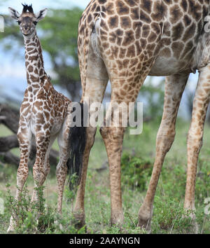 Un giovane Maasai giraffe calf (Giraffa tippelskirchi, Giraffa camelopardalis tippelskirchii) sorge accanto a sua madre sotto la pioggia battente. Serengeti N Foto Stock