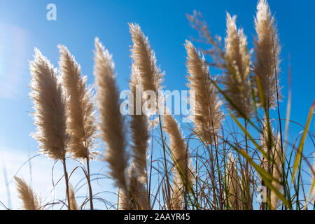 Ance, cielo, blu, verde. Foto Stock
