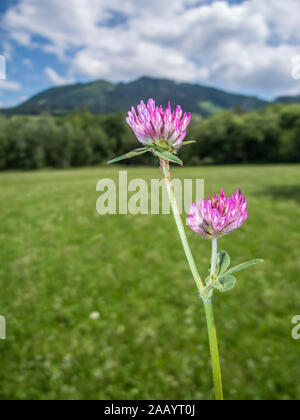 Prato rosso trifoglio (lat: Trifolium pratense) con singolo afidi di fronte una offuscata illustrato prato con mountain in background. Foto Stock