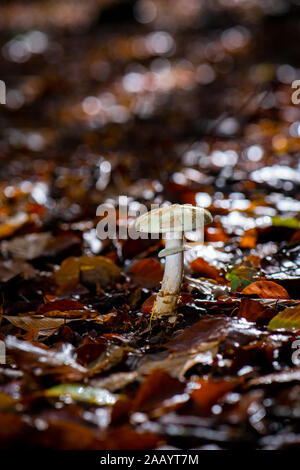 Una macro di lit colpo di una falsa morte tappo a fungo coltivazione di funghi sul suolo della foresta del New Forest Hampshire Inghilterra. Foto Stock