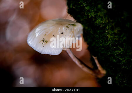 Fungo di porcellana (Oudemansiella mucida) nella nuova foresta Hampshire Inghilterra. Foto Stock