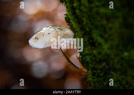 Fungo di porcellana (Oudemansiella mucida) nella nuova foresta Hampshire Inghilterra. Foto Stock