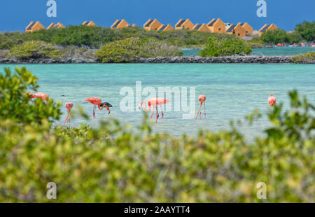 Kralendijk Bonaire, 21 oktober 2019; Comune da vedere sono il fenicottero rosa;s sull'isola dei Caraibi Bonaire. Vi battenti in serata a Venezuela Foto Stock