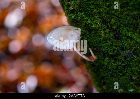 Fungo di porcellana (Oudemansiella mucida) nella nuova foresta Hampshire Inghilterra. Foto Stock