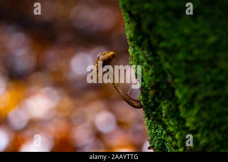 Fungo di porcellana (Oudemansiella mucida) nella nuova foresta Hampshire Inghilterra. Foto Stock