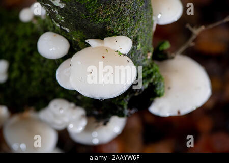 Fungo di porcellana (Oudemansiella mucida) nella nuova foresta Hampshire Inghilterra. Foto Stock