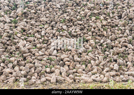 Close-up sul fresco, la barbabietola da zucchero ancora sporco dal terreno immediatamente dopo lo scavo, laici sulla pila. Foto Stock