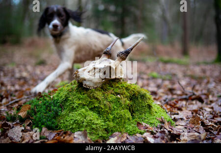 Un English Springer Spaniel cane con un teschio di cervo completare con corna scoperto nel New Forest Hampshire Inghilterra Foto Stock