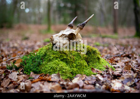 Un cranio di cervo completare con corna nella nuova foresta Inghilterra in appoggio sul muschio verde albero tra foglie autunnali. Foto Stock