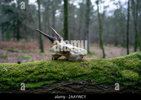 Un cranio di cervo completare con corna nella nuova foresta Inghilterra in appoggio sul muschio verde albero tra foglie autunnali. Foto Stock