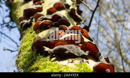 Jelly orecchio funghi che crescono su albero Foto Stock