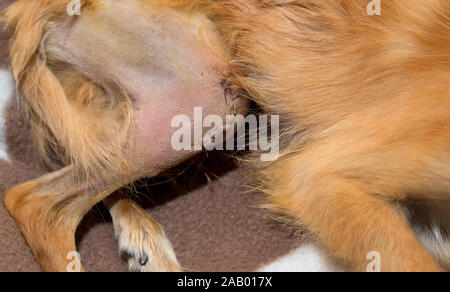 Ricostruzione ossea di lussazione patellare nel cane Foto Stock