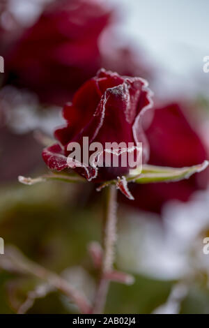 Bellissime rose che diventare più belli di rugiada al mattino d'autunno Foto Stock