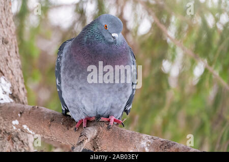 Il grasso di Pigeon è importante seduta su un ramo. Il piccione domestico bird e sfocata sfondo naturale. Grigio colomba bird. Foto Stock