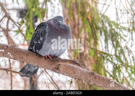 Il grasso di Pigeon è importante seduta su un ramo. Il piccione domestico bird e sfocata sfondo naturale. Grigio colomba bird. Foto Stock