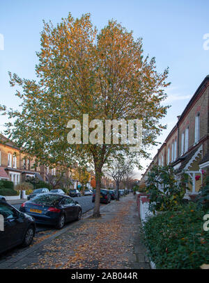Fiume autunnali Birch (Betula nigra) street tree, Hackney, Londra N4 Foto Stock