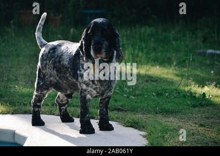 Bianco e nero cocker spaniel Foto Stock