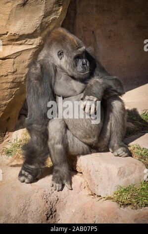 Gorilla Silverback maschio, pianura occidentale (gorilla Gorilla gorilla gorilla ) nel contenitore, lo Zoo Bioparco di Fuengirola, Spagna. Foto Stock