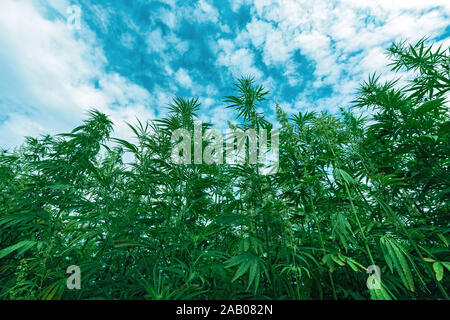 Coltivato canapa industriale campo di fattoria, Cannabis sativa specie vegetali coltivate per uso dei suoi prodotti derivati Foto Stock