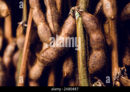 Mature baccelli di soia in campo messa a fuoco selettiva. Coltivate piante coltivate agricole economicamente più importante bean in tutto il mondo Foto Stock