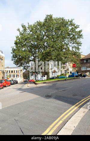 Urban cerro (Quercus cerris) tree, Dover, Kent REGNO UNITO Foto Stock