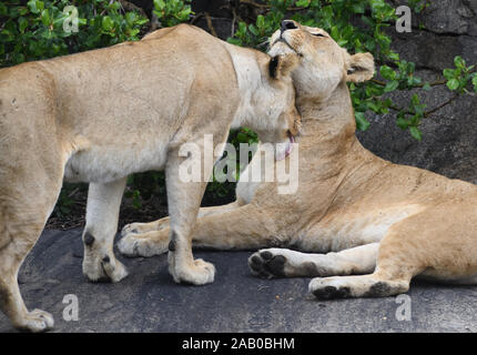 Due leoni femmina (Panthera leo), forse sorelle, salutare in posto all'ombra, in prossimità del punto in cui almeno due gruppi di piccoli sono la riproduzione. Parco Nazionale del Serengeti, Tanz Foto Stock