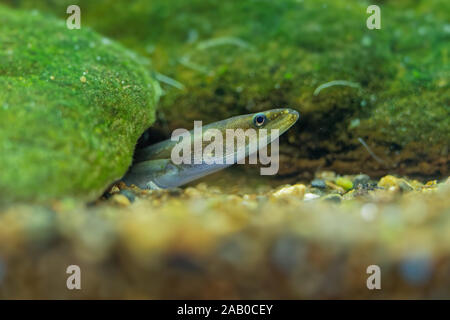 L'anguilla europea - Anguilla anguilla è una specie di anguilla, un serpente-simili, catadromous fish. Esse possono raggiungere una lunghezza di 1,5 m, le anguille giovani guardando fuori di t Foto Stock