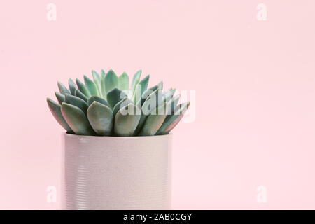 Succulento nel bellissimo il minimo sulla pentola di colore rosa pallido con sfondo spazio copia. Foto Stock