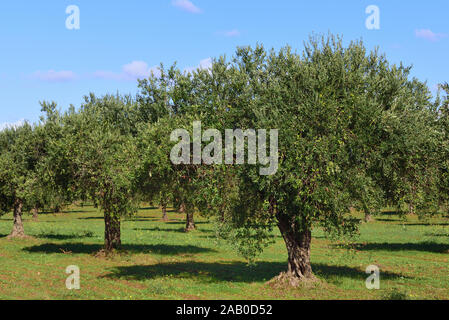 Piantagione di olivi in autunno portando le olive verdi nella parte anteriore del cielo blu sulla Sicilia in Italia Foto Stock