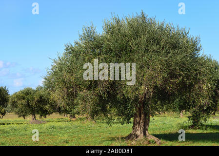 Un campo coltivato di olivi in Sicilia contro un cielo blu in autunno con olive fresche Foto Stock