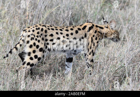 Un serval (Leptailurus serval) stocchi attraverso erba secca a caccia di roditori e di altri animali di piccola taglia. Parco Nazionale del Serengeti, Tanzania. Foto Stock