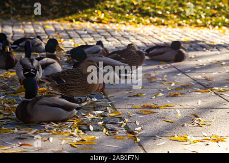 Un grande gruppo di le anatre domestiche sono rilassanti su una soleggiata giornata autunnale accanto a un fiume Foto Stock