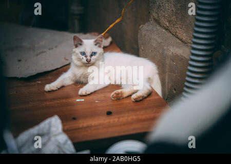 Un bianco soffice gattino legato e lasciati nelle strade in Vietnam con imbrattamento nero intorno agli occhi e naso - tipico per i gatti di strada Foto Stock