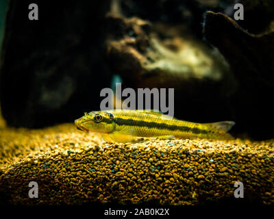 Cinese mangiatore di alghe nel serbatoio di pesce (Gyrinocheilus aymonieri) Foto Stock