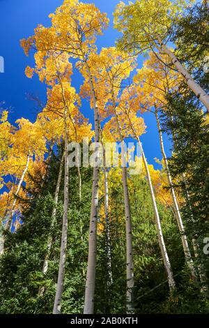 Il fogliame di autunno di colorato giallo aspen alberi nella foresta di Colorado durante la caduta con un cielo blu del Parco Nazionale delle Montagne Rocciose Foto Stock