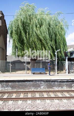 Urban Weeping Willow Tree (Salis x epulcralis) catturato in una leggera brezza alla stazione ferroviaria di Brimsdown, Enfield, Londra Foto Stock