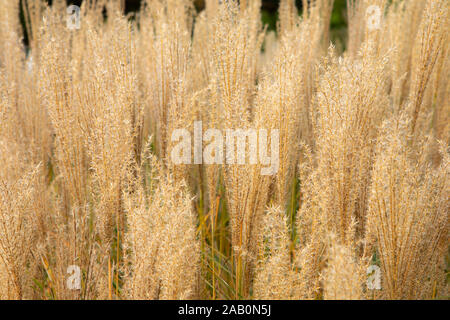 Pennacchi lussureggianti di erba decorativa, spikelets close up. Pampa, erba ornamentale sfondo texture. Foto Stock