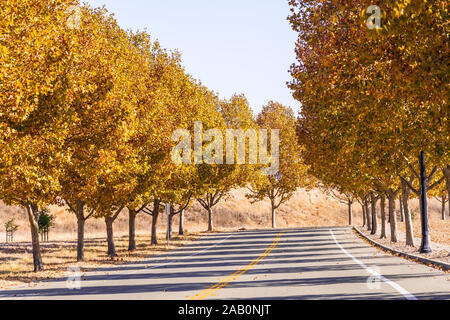 Bella caduta delle foglie su una strada allineato con il piano di Londra (platanus acerifolia ×) alberi; San Francisco Bay Area, California Foto Stock