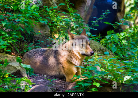 Primo piano di un lupo grigio seduto a terra nella foresta, cane selvatico da Eurasia Foto Stock