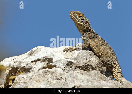 Hardun Laudakia stellio Stellion Star Lizard Hardim Foto Stock