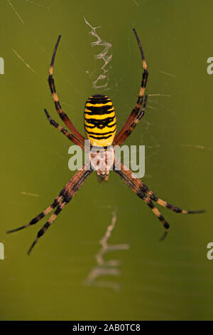 Zebraspinne; Wespenspinne; Argiope bruennichi Foto Stock